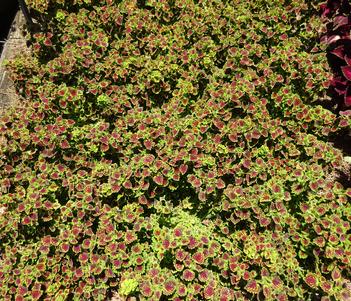Solenostemon 'ColorBlaze Chocolate Drop' Image