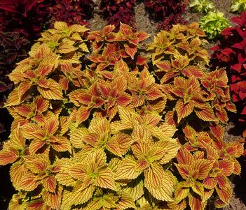 Solenostemon 'ColorBlaze Golden Dreams' Image