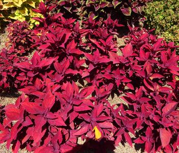 Solenostemon 'ColorBlaze Rediculous' Image