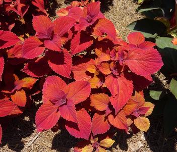 Solenostemon 'ColorBlaze Sedona Sunset' Image