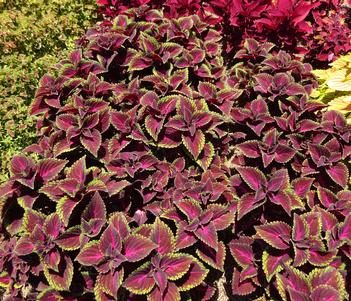 Solenostemon 'ColorBlaze Torchlight' Image