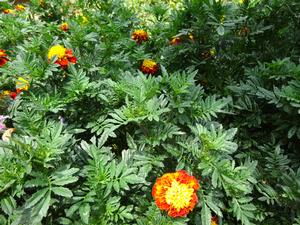Tagetes 'Super Hero Spry' Image