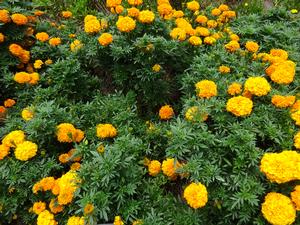Tagetes '18OS10C-1 Antigua Orange' Image