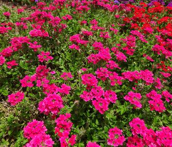 Verbena 'Superbena Raspberry' Image