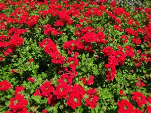 Verbena 'Superbena Red' Image