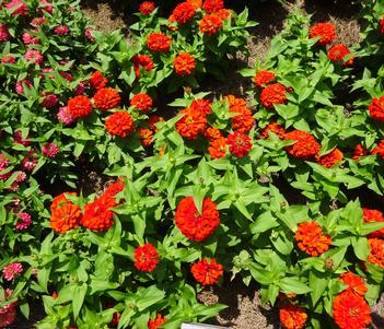 Zinnia '18OS11C-2 Magellan Scarlet' Image