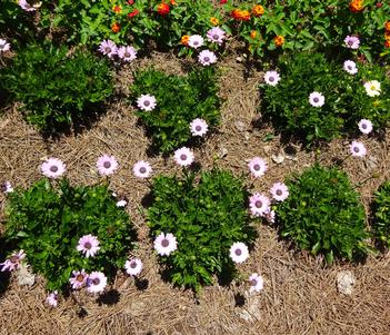 Osteospermum 'Bright Lights Pink' Image