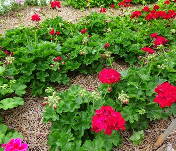 Pelargonium 'Moxie 'Dark Red'' Image