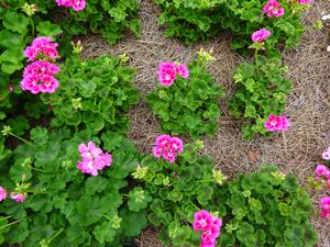 Pelargonium 'Moxie 'Deep Rose Mega Splash'' Image