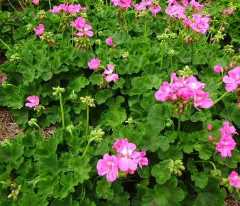 Pelargonium 'Moxie 'Pink'' Image