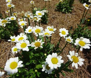 Leucanthemum x superbum 'Darling Daisy' Image