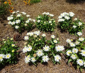 Leucanthemum x superbum 'Lancaster Double Angel Daisy' Image