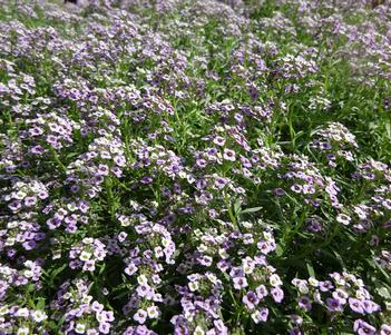 Lobularia 'Stream Lavender' Image