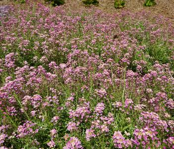 Lobularia 'Stream Raspberry' Image