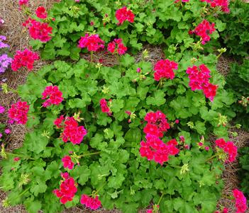 Pelargonium 'Calliope Medium Crimson Flame' Image