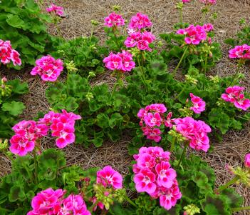 Pelargonium 'Calliope Medium Rose Mega Splash' Image