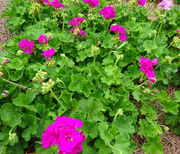 Pelargonium 'Calliope Medium Violet' Image