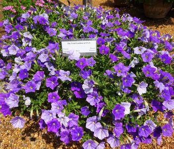 Petunia 'Supertunia Blue Skies' Image