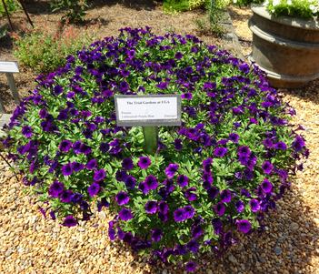 Petunia 'Littletunia Purple Blue' Image