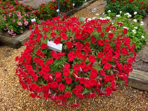 Petunia 'Dekko Red' from University of Georgia Trial Gardens