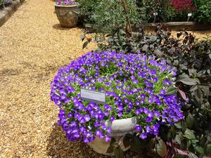 Petunia 'Dekko Sky Blue Improved' Image