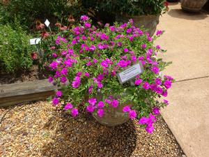 Petunia 'Blanket Double Rose' Image