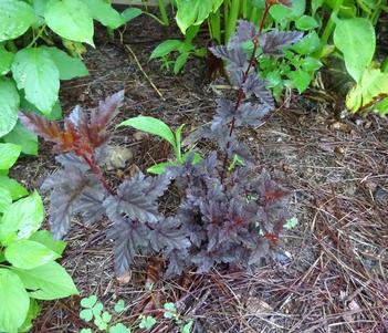 Physocarpus opulifolius 'Panther' Image