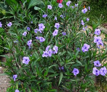 Ruellia simplex 'Machu Morodo' Image