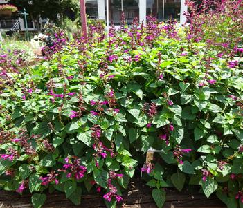 Salvia 'Rockin Fuchsia' Image