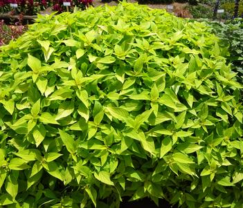 Salvia 'Rockin Golden Delicious' Image
