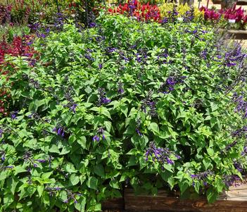 Salvia 'Rockin Deep Purple' Image