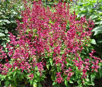 Salvia 'Grandstand Red Pink Lipstick' Image