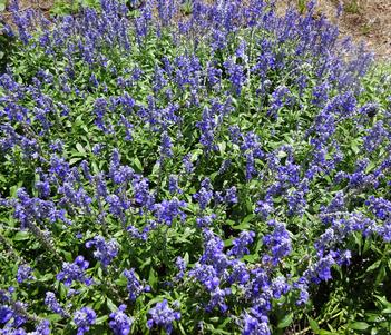 Salvia 'Sallyfun Deep Ocean' Image
