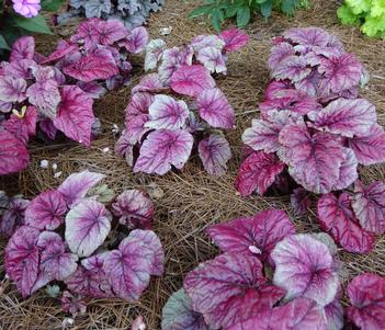 Begonia 'Rex 'Shadow King'' Image
