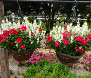 Combo Hanging Basket 'Summer Candy' Image