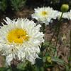 Leucanthemum maximum 'Early Daisy White 10'