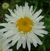 Leucanthemum maximum 'Early Daisy White'
