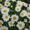 Leucanthemum maximum 'Sweet Daisy Christine Improved'