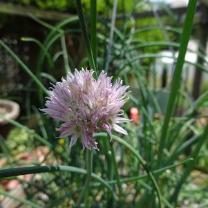 Allium schoenoprasum ''Purple One''