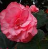 Begonia 'Double Delight™ 'Blush Rose''