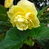 Begonia 'Double Delight™ 'Primrose''