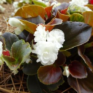 Begonia 'Double Up™ 'White''