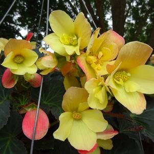 Begonia ''Vegetative Spring Fling Buttercup''