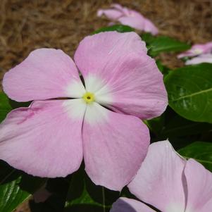 Catharanthus '20OS01 'Light Pink Halo F1''