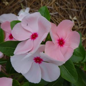 Catharanthus 'Valiant™ 'Apricot Improved''