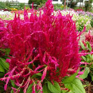 Celosia '20OS08C-1 'Fresh Look 'Red'''