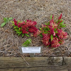 Celosia 'First Flame™ 'Red''