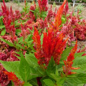 Celosia 'First Flame™ 'Scarlet''