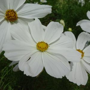 Cosmos ''Candyfloss White''
