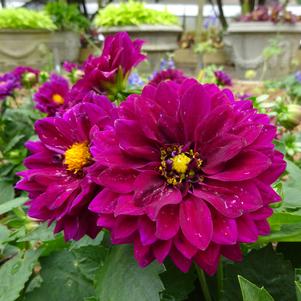 Dahlia 'Venti™ 'Royal Purple''